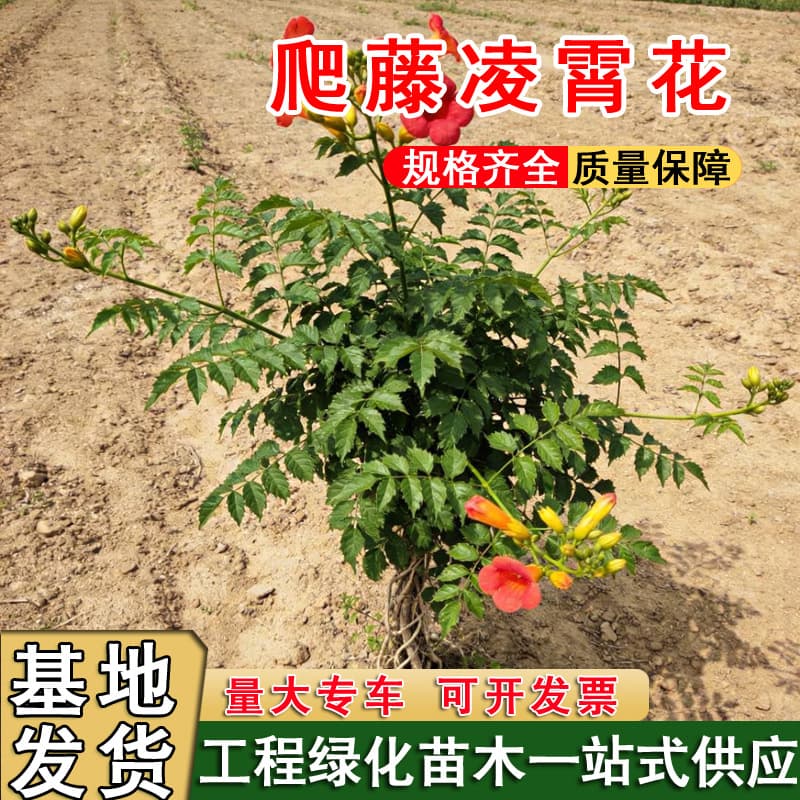 Premium Chinese Trumpet Creeper Seedlings, Climbing Flowering Plants for Courtyard, Balcony, Wall, Old Stump, Trellis, Greening Landscape Plants