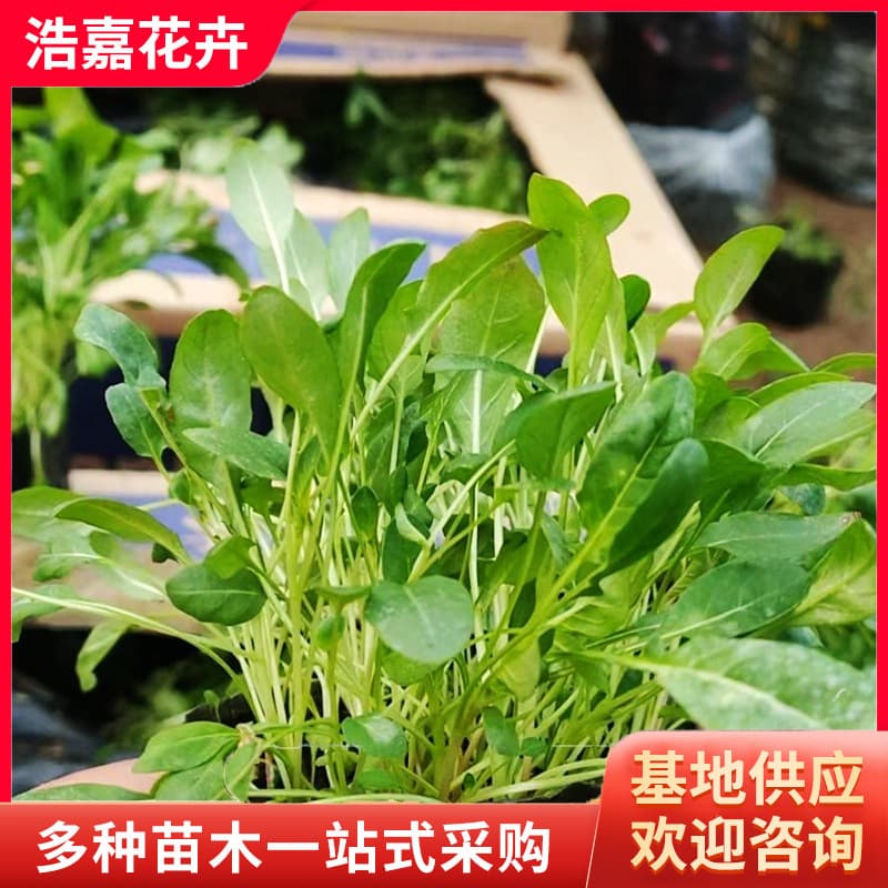 Evening Primrose Potted Plant, Greening Seedlings, Perennial Root Flower, Small Cup Seedlings, Evening Primrose Flower Potted Plant