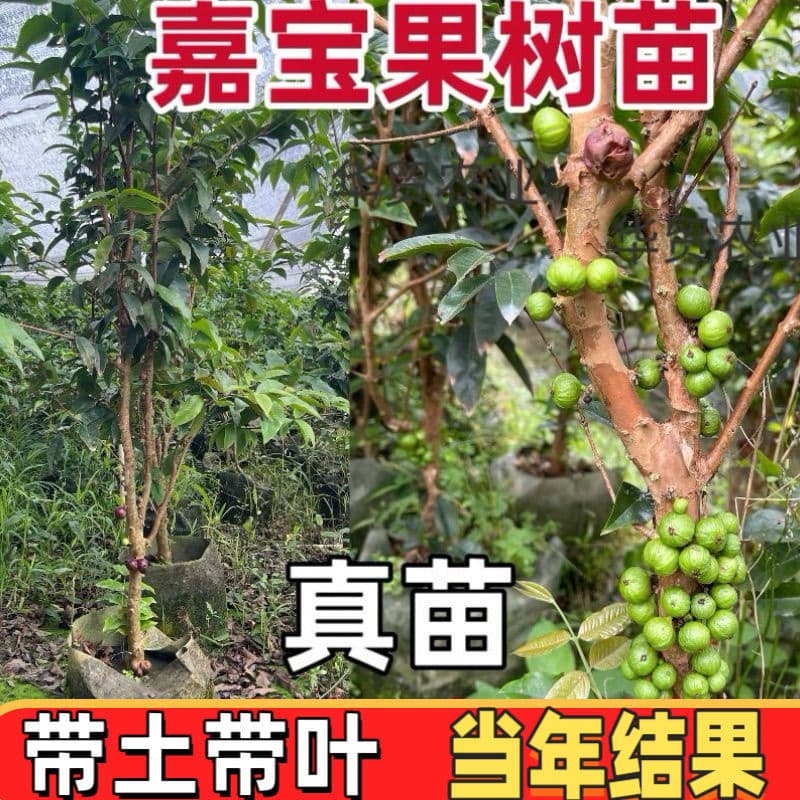 Authentic Jabuticaba Tree Seedling, Grape Tree Potted Plant, Four Seasons Sabara, Suitable for North and South Planting, Fruits in the Same Year