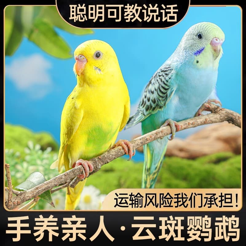 Budgerigar Live Bird Hand-Tamed Baby Chick Small Pet Bird Can Learn to Talk Not Cockatiel or Lovebird