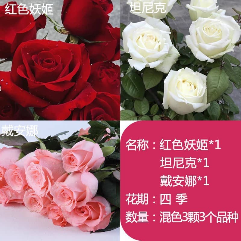 Yunnan Kunming Rose Seedlings, Old Stump Red Roses, Old Root White Pink Roses, Fragrant Flowers Blooming Year-Round