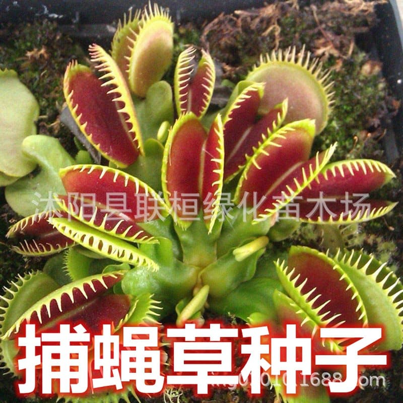 Venus Flytrap Seeds Carnivorous Plant Fly Trap Mosquito Repellent Insectivorous Plant Cross-Border Packaging
