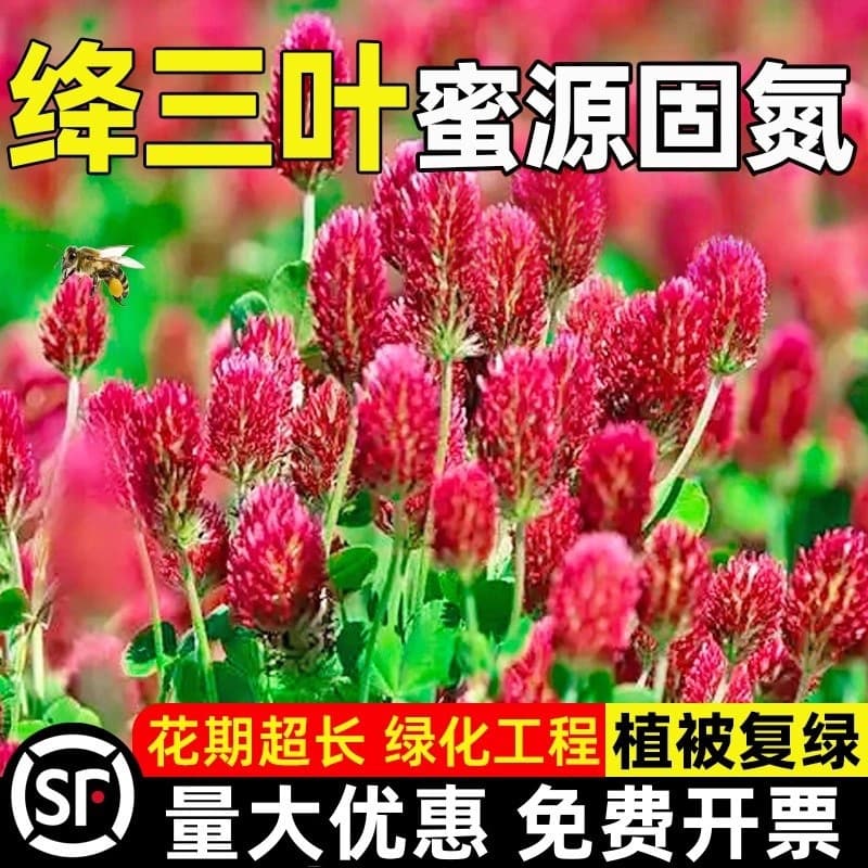 Crimson Clover Seeds for Slope Protection, Soil Stabilization, Barren Land, Engineering Greening, Landscape Flowers, Orchard Green Manure, Pasture Grass Seeds