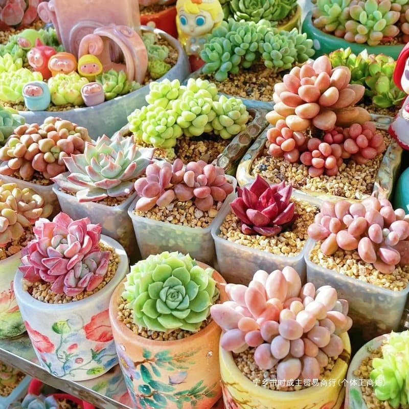 Succulent Plant Nursery Green Small Potted Flowers Indoor Old Stump Cluster Rare Large Easy Care