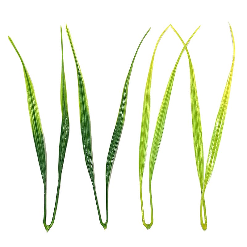 Factory supply artificial water grass, melon seed grass, artificial wheat leaves, artificial green plant wreath materials, artificial plastic water grass