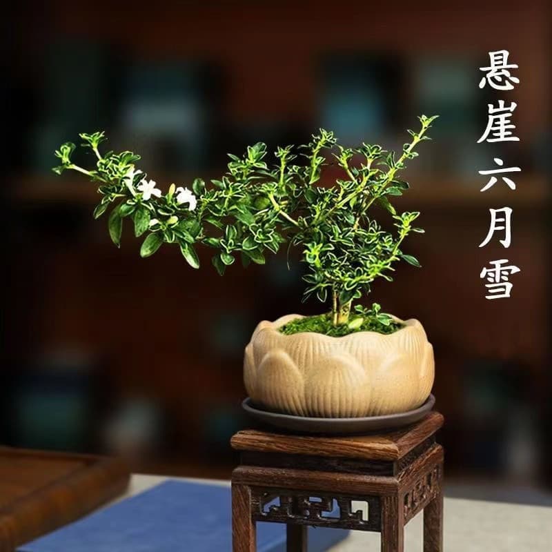 Golden Edge June Snow Cliff Mini Bonsai with Exposed Roots, Aged Stump Zen Bonsai, Desktop Office Indoor Plant