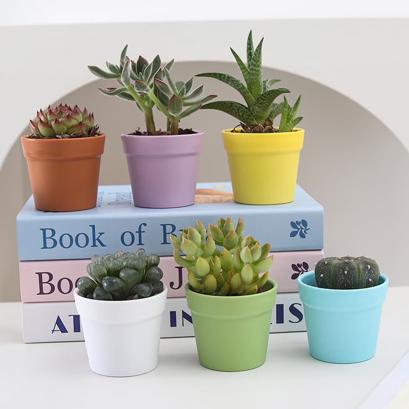 New Succulent Planting Root Control Bottle Plastic Flower Pot Thickened International Pot New Material Miniature Landscape Succulent Decoration