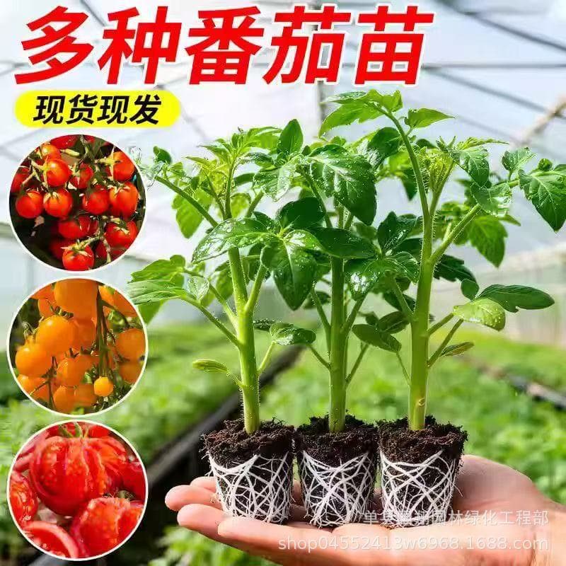 Cherry Tomato Vegetable Seedlings, Tomato Seedlings, Potted Dwarf Cherry Tomato Seedlings, Spring Vegetable Seedlings