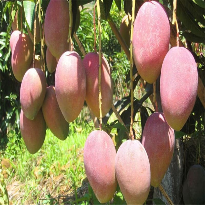 Jinhuang mango grafted fruit saplings Tainong Gui Qi Si Si Man Hong Guifei Kate mango saplings ground potted plants