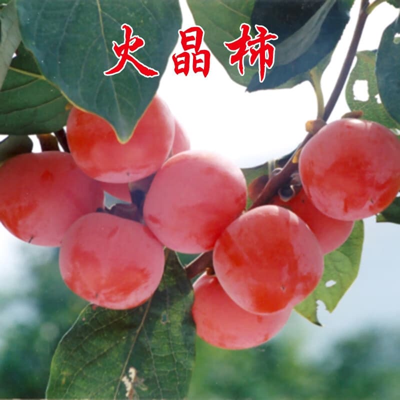 Grafted persimmon seedlings, suitable for planting in both southern and northern regions, easy to grow in the ground, suitable for planting year-round, and fruit-bearing trees in the same year.