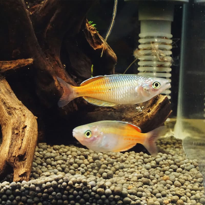 Stone Beauty Fish, Electric Beauty Fish, Neon Green Congo Tetra, Small Tropical Fish, Ornamental Fish, Freshwater Live Fish