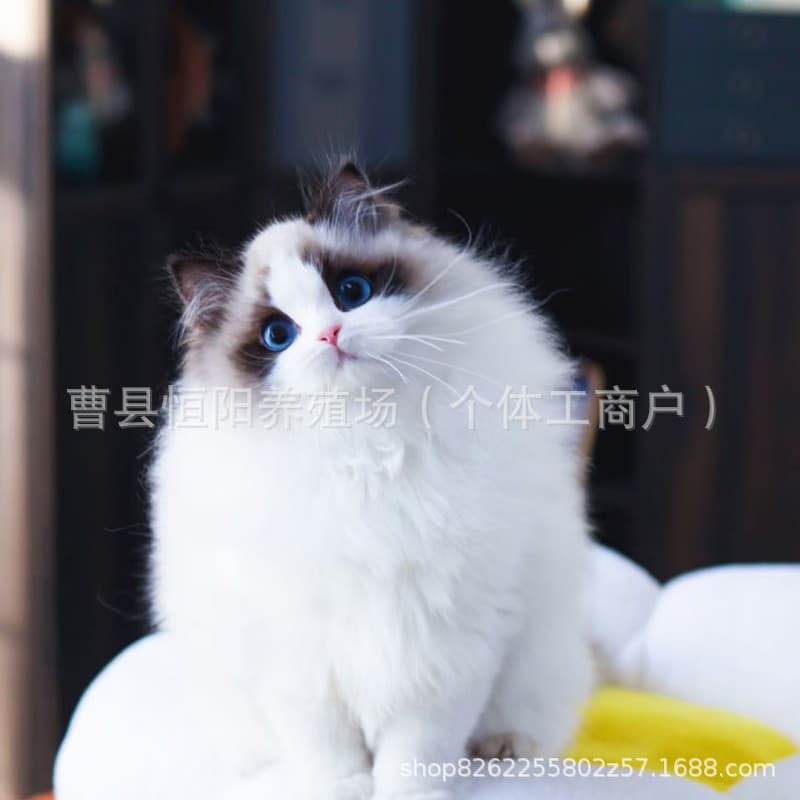 Purebred Ragdoll Kittens Seal Bicolor New Face Ragdoll Cat Longhair Fairy Ragdoll Pet Kittens Live Animal