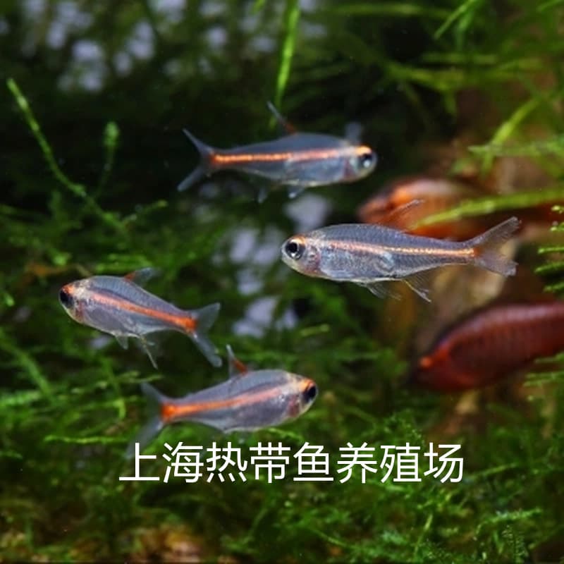 Red Neon Tetra Live Fish Glass Neon Tetra Tropical Fish Ornamental Fish Transparent Fish Farm Wholesale Direct Supply