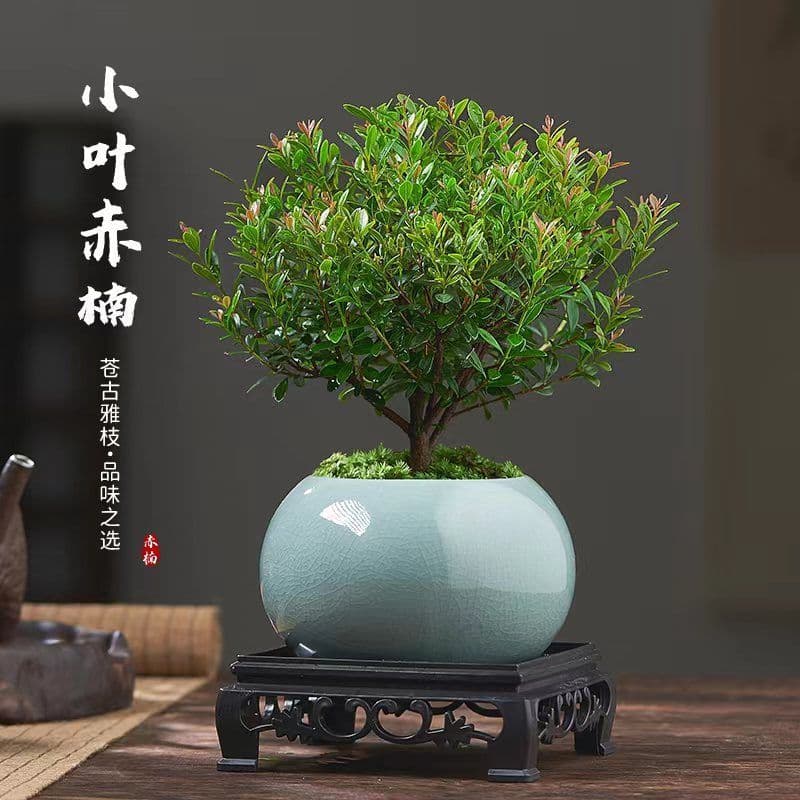 Small-leaved Red Nanmu old stump bonsai mini plant indoor flower office desktop small green plant easy to care for all seasons