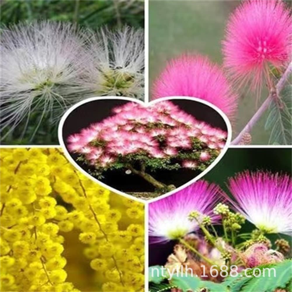 Freshly Harvested Mimosa Seeds - Pink Mimosa Seeds, Red Mimosa Seeds, Golden Mimosa Seeds, Silk Tree Seeds