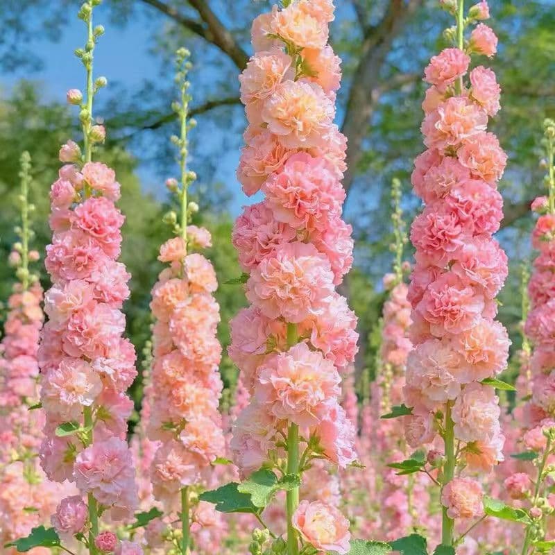 Double-Flowered Hollyhock Seeds Potted Flower Seedlings, Easy to Grow, Suitable for Outdoor Balcony, Four-Season Sowing Flower Seeds