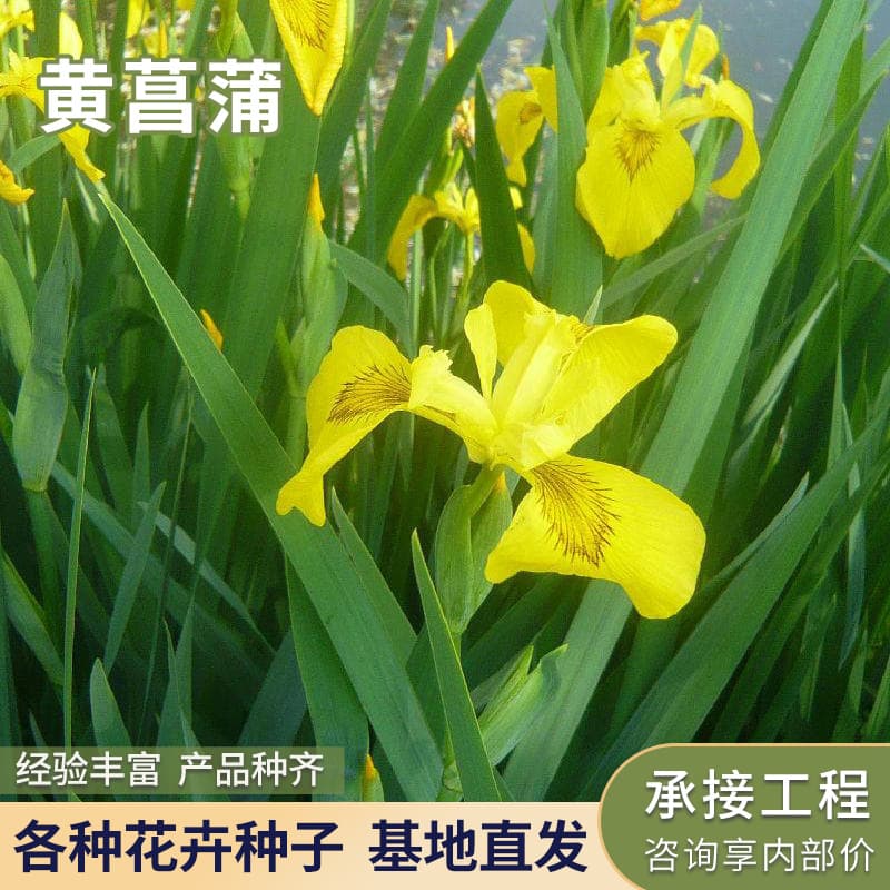 Yellow Iris Yellow Flag Aquatic Flower Water Grass Emergent Plant Fish Pond Greening Plant Yellow Flag Seedling