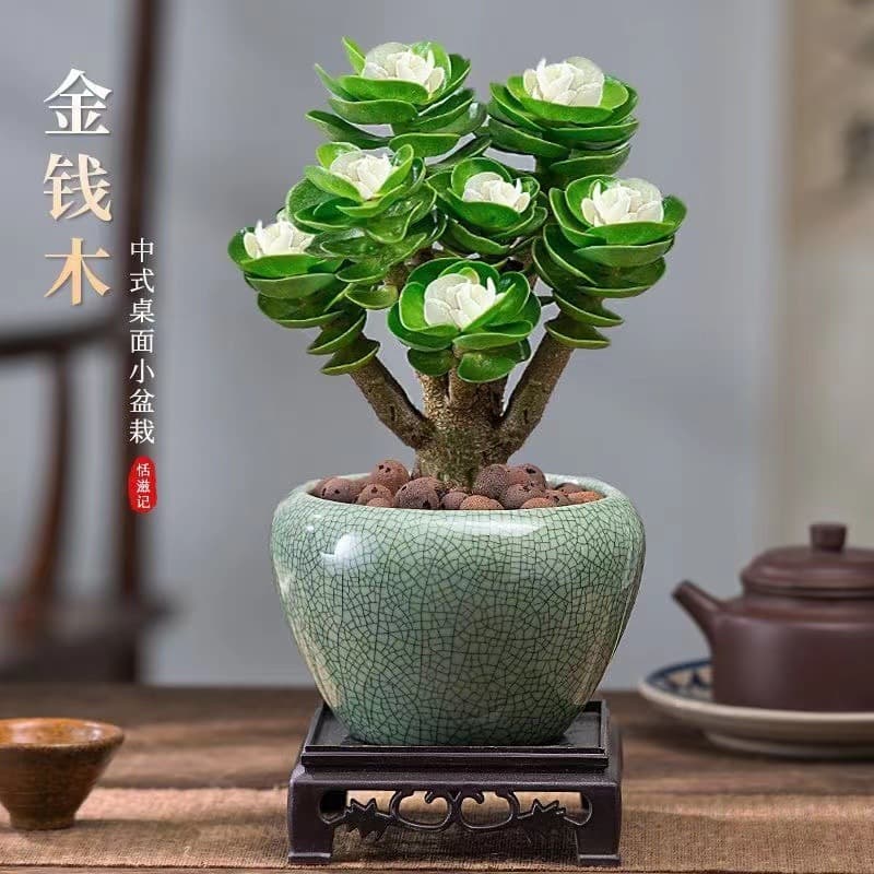 Money Tree Old Stump Succulent Potted Plant Indoor Green Plant Flower Living Room Desktop Easy to Care For Lazy People Bonsai