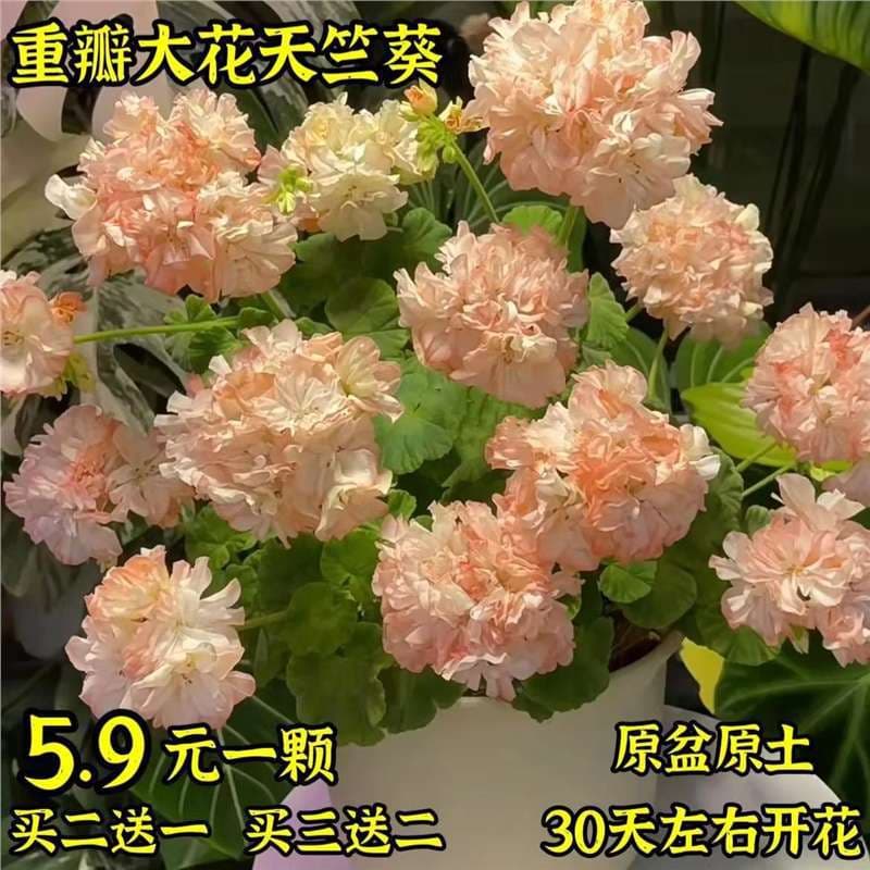 Double Flower Geranium Potted Plant Blooming Continuously Garden Indoor Outdoor Balcony Easy Care Flower