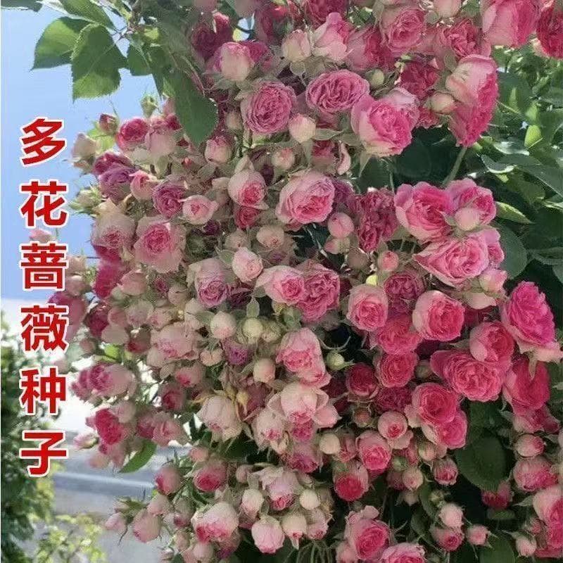 [Cross-border Supply] Rose seeds, climbing rose seeds, multi-colored rose seeds for gardens and flower beds