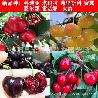 Wholesale Cherry Tree Seedlings for Southern and Northern Planting, Potted Garden Fruit Trees, Dwarf Cherry Trees, Large Cherry