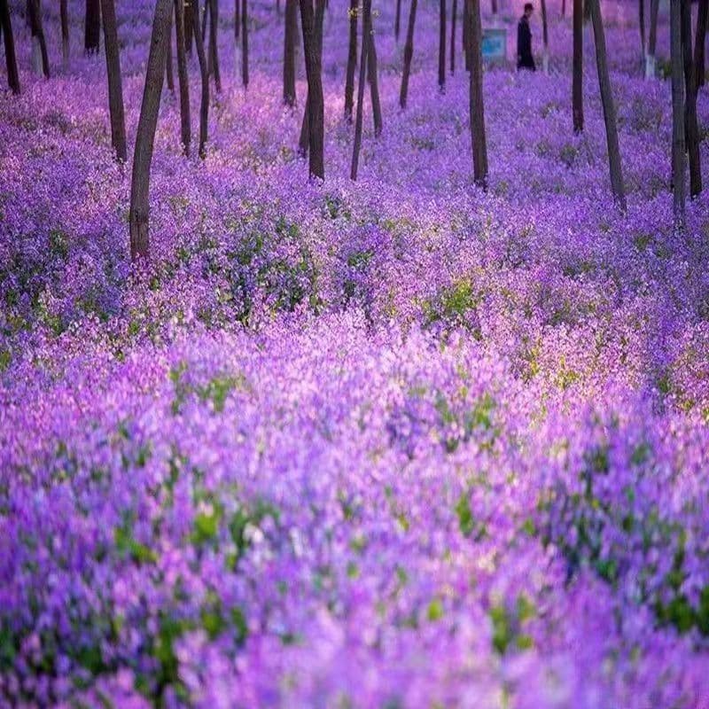 February Orchid seeds, easy to grow in all seasons, perennial Orychophragmus violaceus seeds, shade and cold tolerant