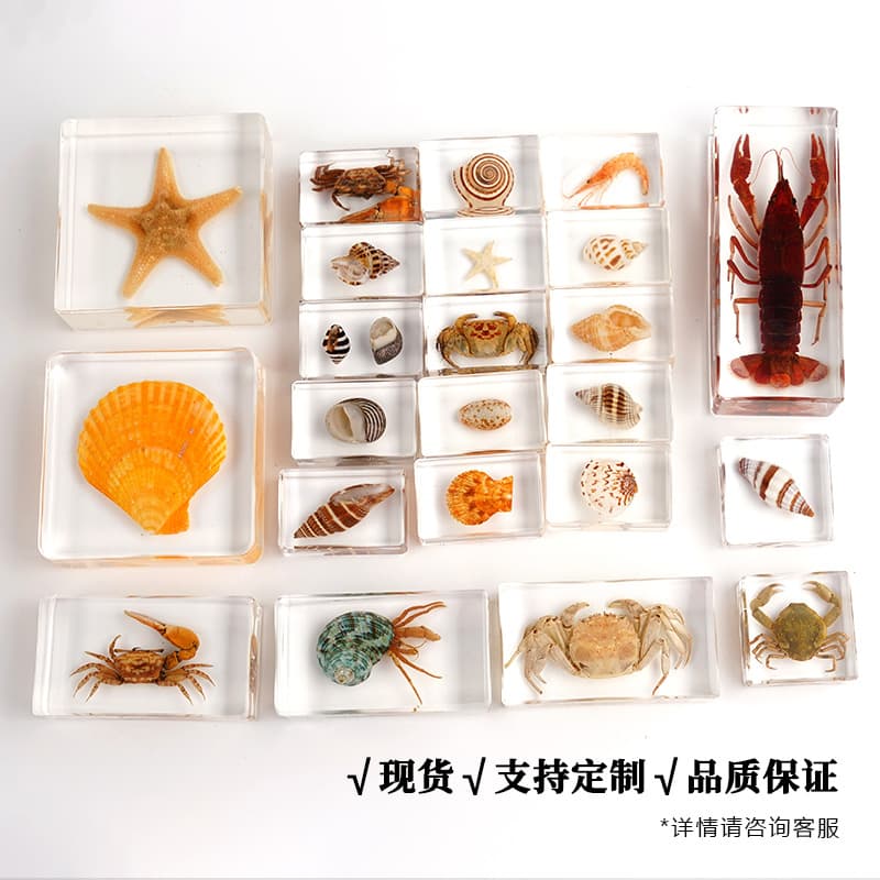 Real marine animal specimens for kindergarten teaching, transparent resin crystal desktop ornaments, souvenir blind box bestsellers.