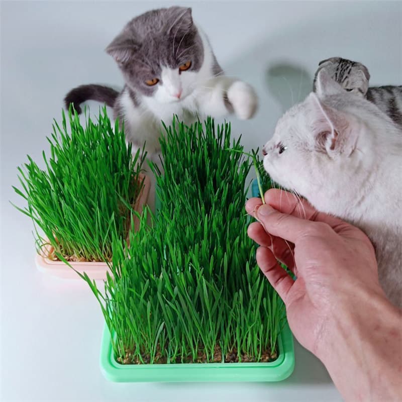 Cat Grass Seeds, Wheat Grass for Soilless Hydroponic Cultivation, Cat Wheat Grass Seeds, Hydroponic Cat Grass Seeds, Cat Snack