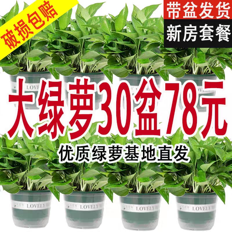 180 Large Green Pothos Potted Plant Wholesale Hydroponic Long Vine Green Pothos Indoor Small Green Pothos Small Potted Plant