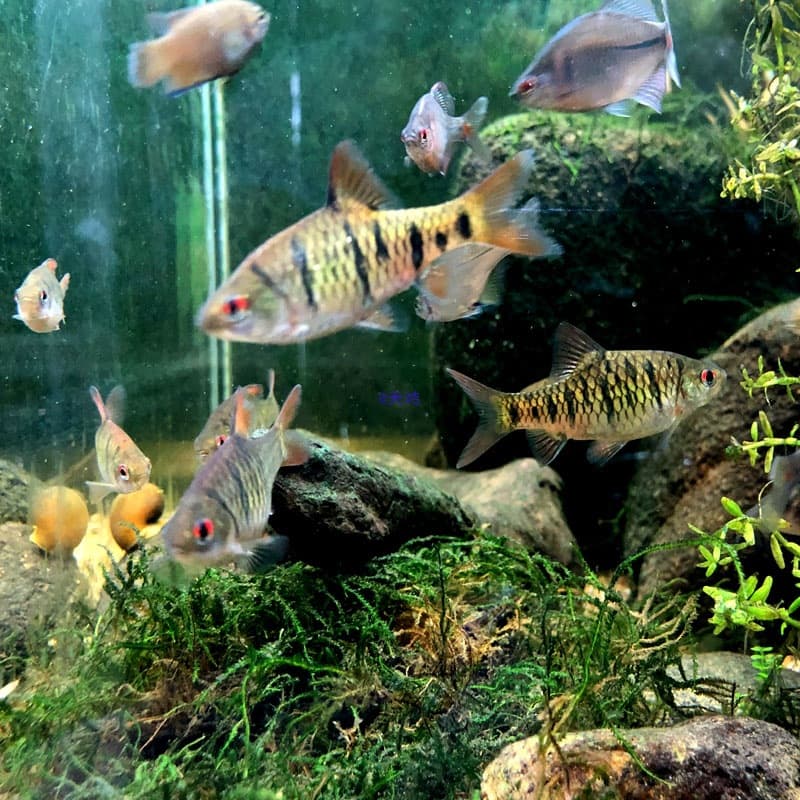 Chinese Fighting Fish Companion Striped Small Barb Red-Eye Freshwater Ornamental Fish Striped Barb Two-Whisker Small Barb