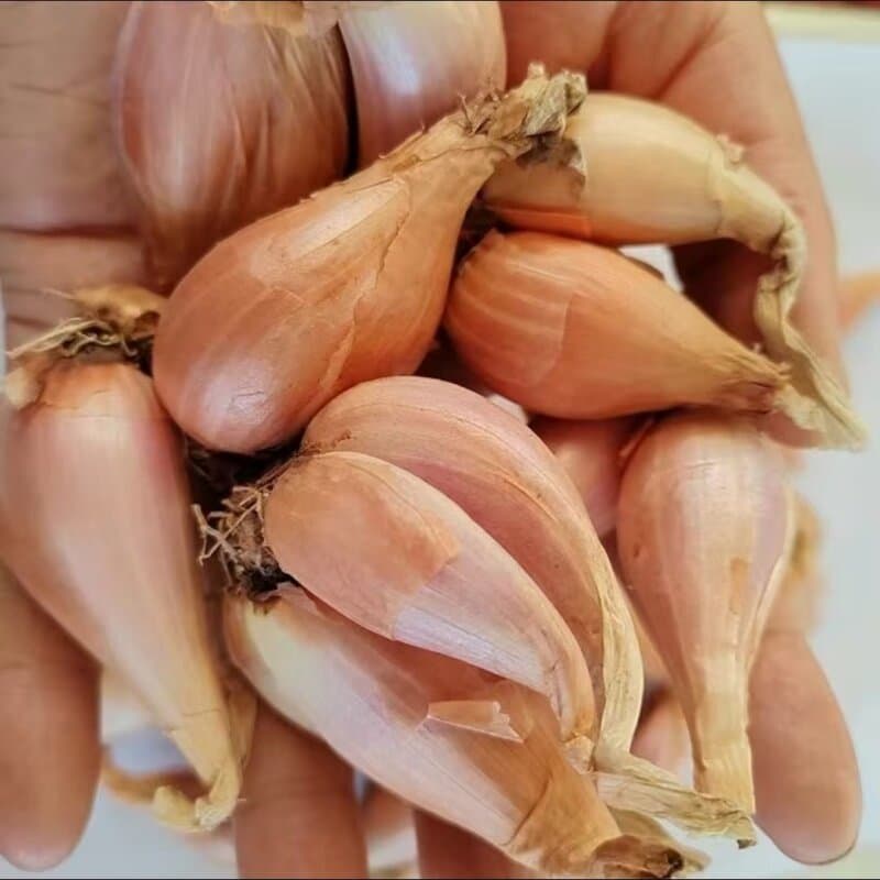 Fresh Yellow Onion, Firm White Onion, Sichuan Fire Onion, Four-Season Small Fragrant Onion, Hairy Onion, Red Onion for Planting in Pots for Oil Extraction
