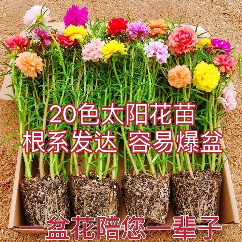 Double-petaled sunflower potted seedlings, large flowers with roots and buds, blooming year-round, suitable for both indoor and outdoor flowers
