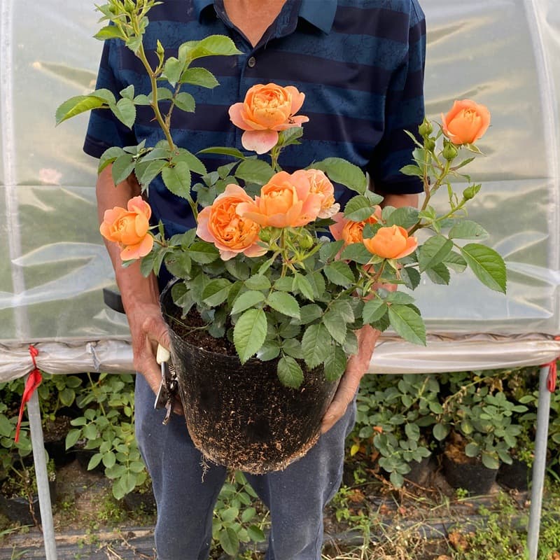 Rose Extra Large Flower Strong Fragrance Juice Balcony Courtyard Flower Plant Potted Rose All Year Round Rose Seedlings with Buds