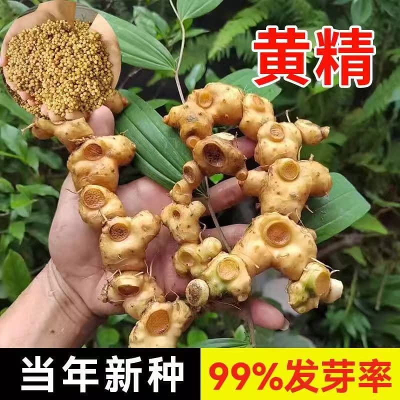 Polygonatum sibiricum seeds, medicinal Polygonatum seeds, chicken head Polygonatum, many-flowered Solomon's seal, chicken claw ginseng, claw ginseng, yellow chicken vegetable seeds