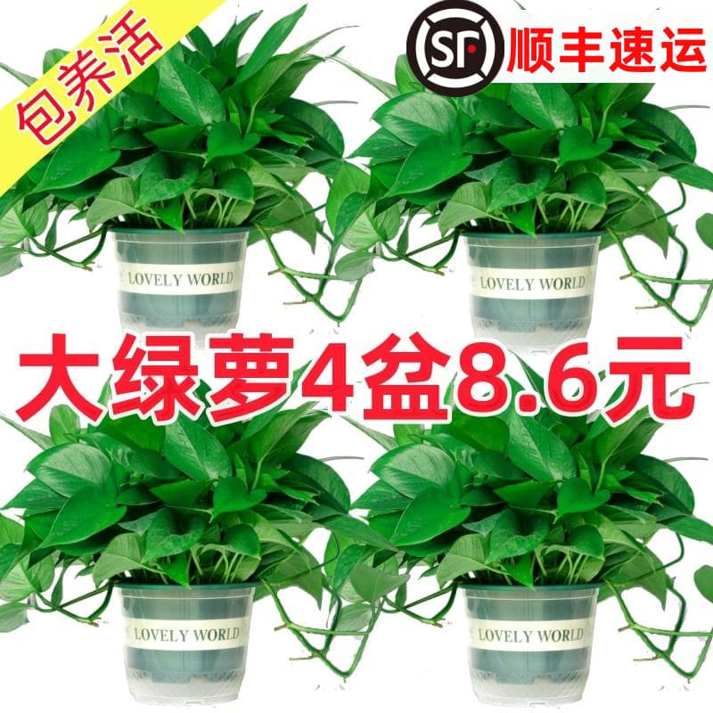 Green Ivy Potted Indoor Plant for New Home, Absorbs Formaldehyde, Purifies Air, Hydroponic Green Plant, Long Vine Ivy