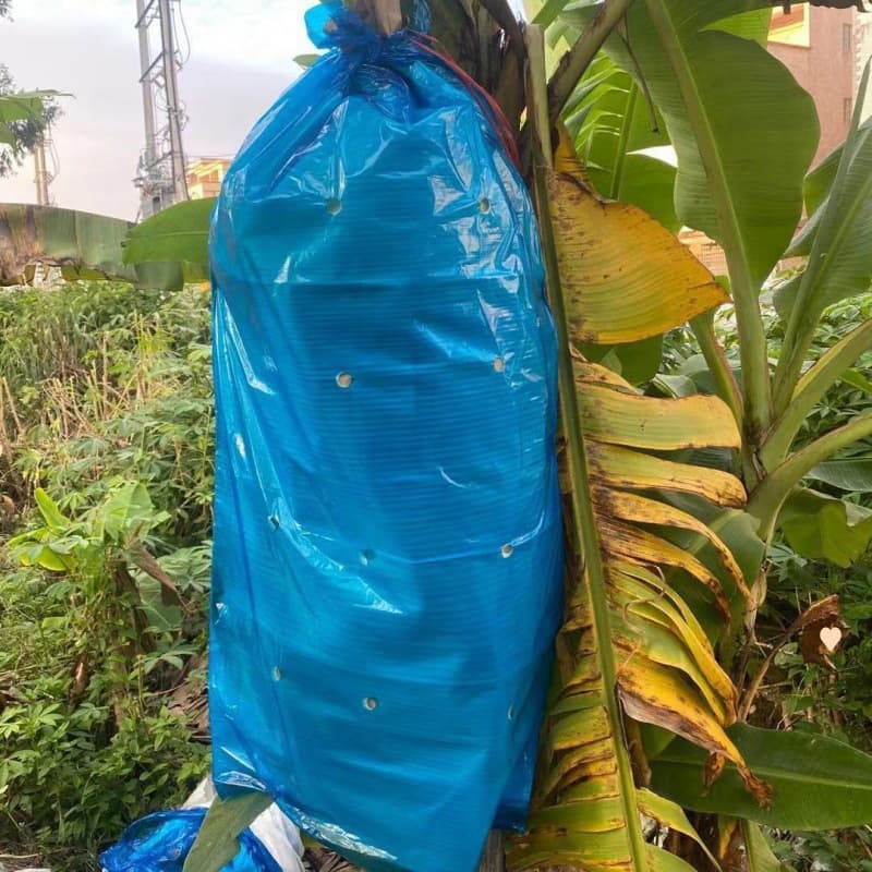 Banana bags with or without perforations, cold-proof, insect-proof, UV-proof, blue film, one-piece thickened bag