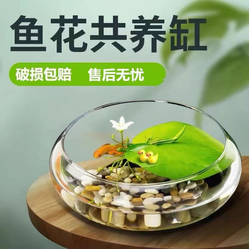 Glass Vase Bowl Lotus Copper Coin Narcissus Pot Hydroponic Flower Green Plant Hydroponic Living Room Desktop Balcony Decoration