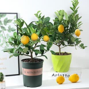 Lemon Tree Seedling with Fruit, Lemon Seedling, Green Plant Potted, Indoor Balcony Courtyard Plant, Bears Fruit in Four Seasons, Perfume Lemon Tree