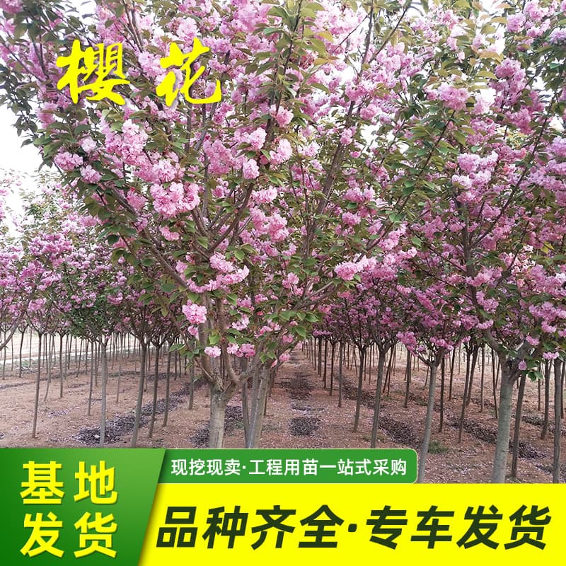 Base Sakura Tree Large Sakura Tree Potted Grafted Sakura Small Cup Courtyard Balcony Bonsai Greening Japanese Sakura Tree