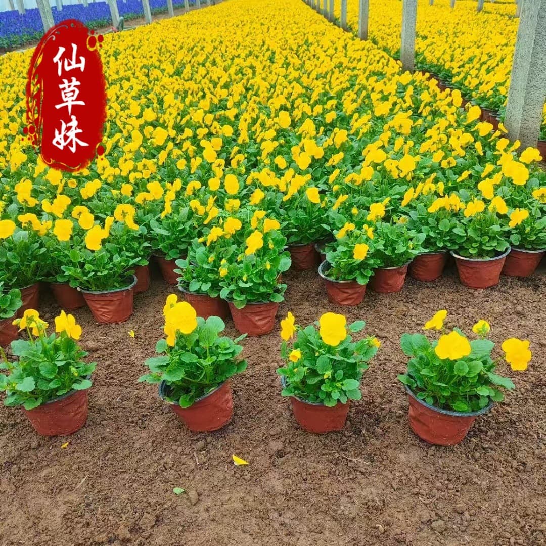 Pansy Flower Seeds, Four-Season Blooming, Multicolor Viola Cornuta Seeds, Indoor and Outdoor Balcony Cold-Resistant Spring Sowing Flower Seeds