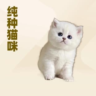 For Sale Silver Shaded Live Cats Pet Kittens Live Golden Shaded Young Kittens Adoption Silver Shaded Munchkin Cats