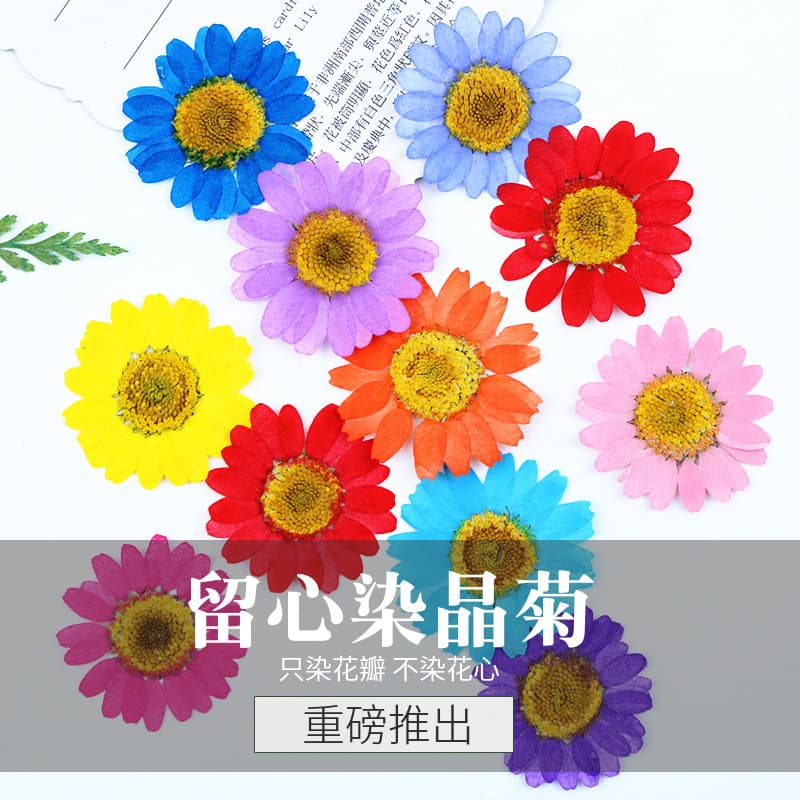 Watch out for dyed crystal chrysanthemum daisy dried flower embossed DIY greeting card bookmark glue drop accessories candle accessories bag flower real flower