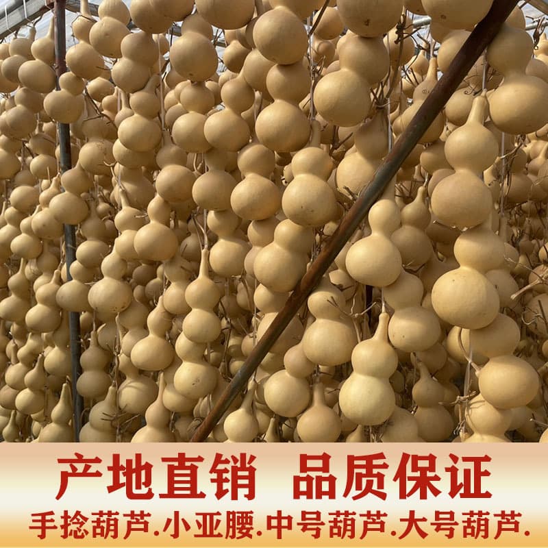 Origin Liaocheng supplies natural real gourds in extra large, medium, and small sizes for cultural play hand-twist gourd pendants and ornaments with dragon head