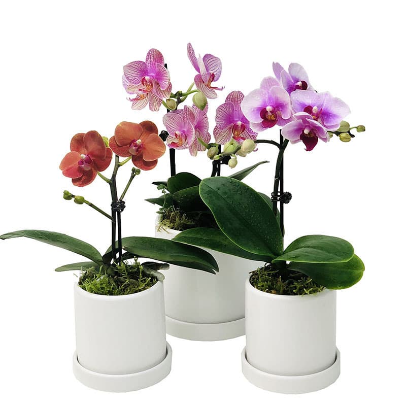 Phalaenopsis orchid seedling potted four-season flower bud plant belt blooms all year round and indoor green plants are easy to maintain