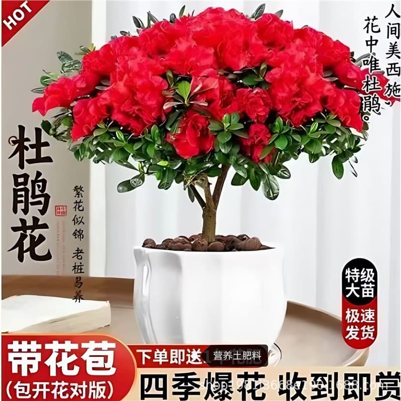 Azalea Old Stump Large Seedling with Flower Buds, Potted Indoor/Outdoor, Blooms in All Seasons, Easy to Grow, Cold-Tolerant, New Year Flowering Plant