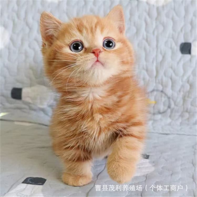 British Shorthair Orange Cat Live Kitten Chinese Garden Cat Tabby Orange White Cat Black and White Cow Cat Live Native Cat