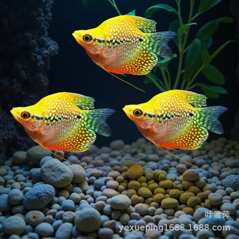 Golden-bellied guppy, easy to keep and hardy, does not require oxygenation, tropical ornamental fish, wholesale fish, small tropical fish.
