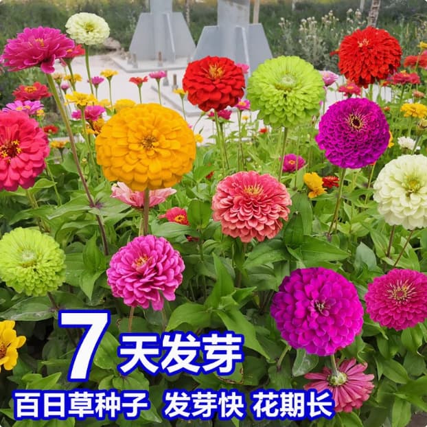 Wholesale Zinnia Seeds, Seven-Color Double-Petal Zinnia Seeds, Four-Season Blooming Zinnia Seeds, Garden Zinnia Seeds