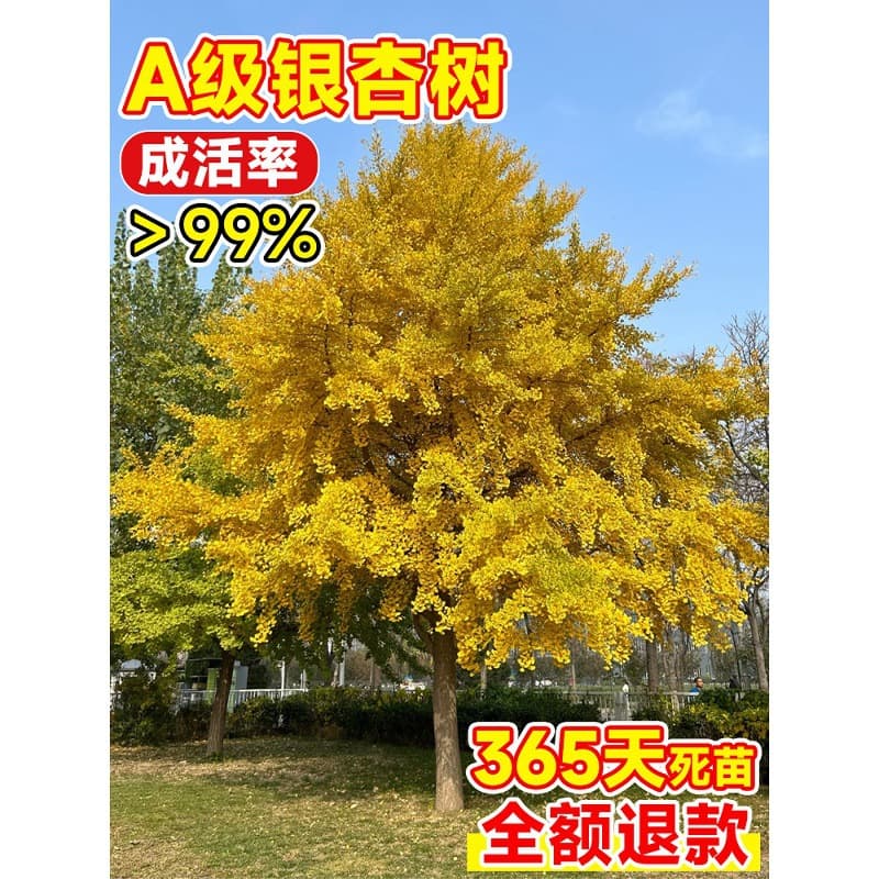 Drop Shipping Golden Leaf Ginkgo Tree Live Sapling, Gingko Outdoor Villa Ground Planting, Large Landscape Street Tree for North and South Regions