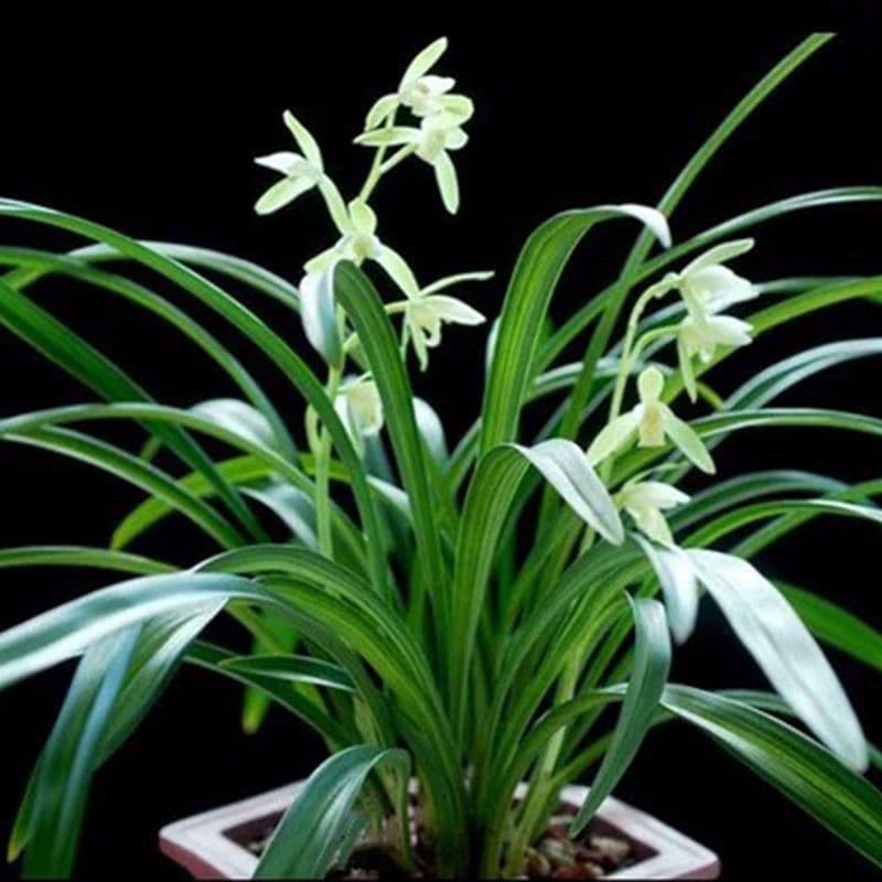 Extra-large pot with 15 seedlings of Golden Thread Horsetail Orchid, Big Phoenix Orchid, Seven Fairies Orchid, very fragrant, indoor potted orchid, a hot seller across borders.